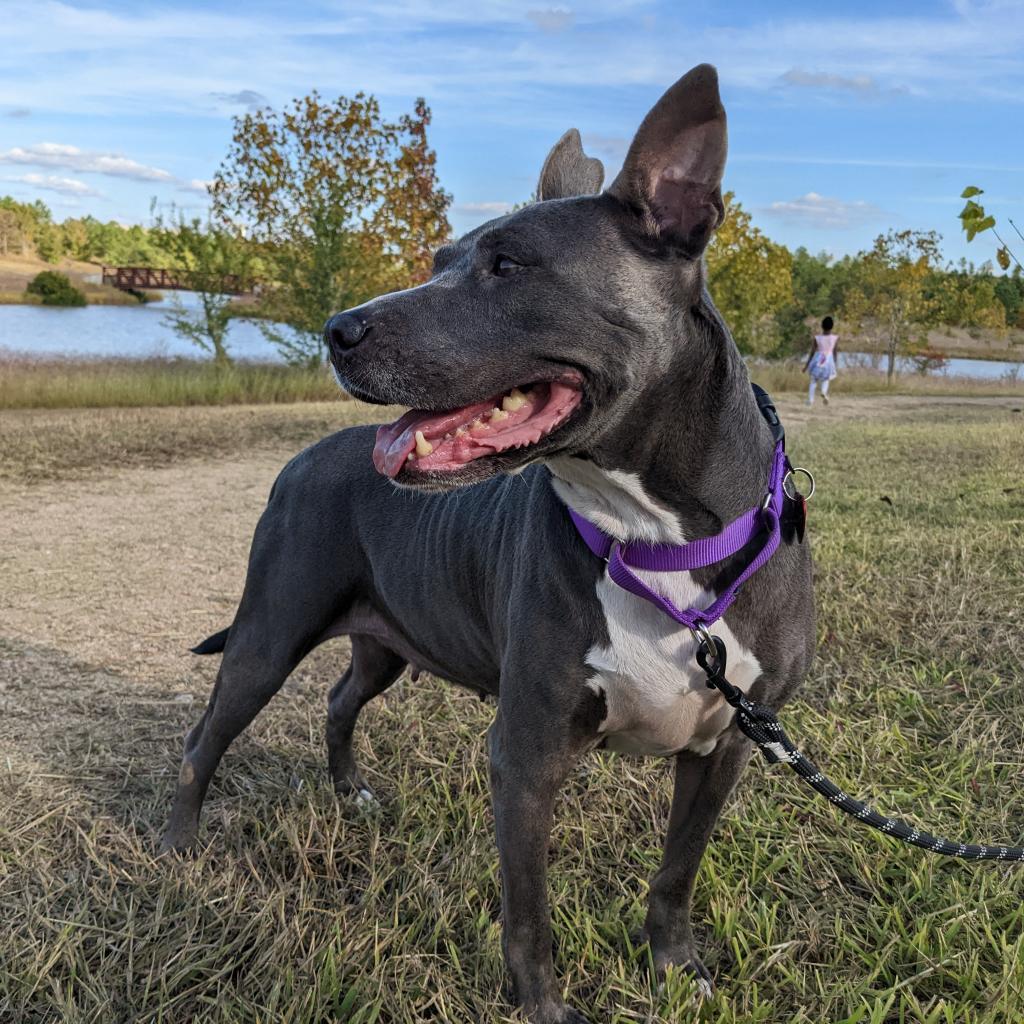 Navi, a Adoptable Pit Bull Terrier in Houston, TX image 2/6