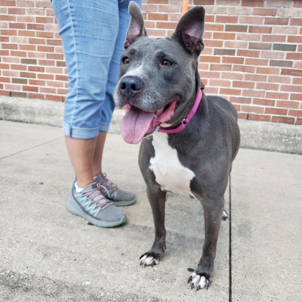 Navi, a Adoptable Pit Bull Terrier in Houston, TX image 4/6