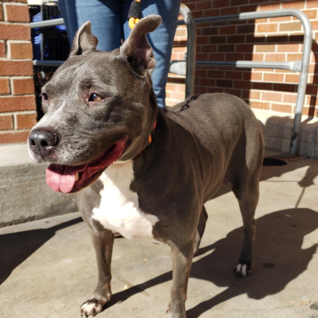 Navi, a Adoptable Pit Bull Terrier in Houston, TX image 5/6