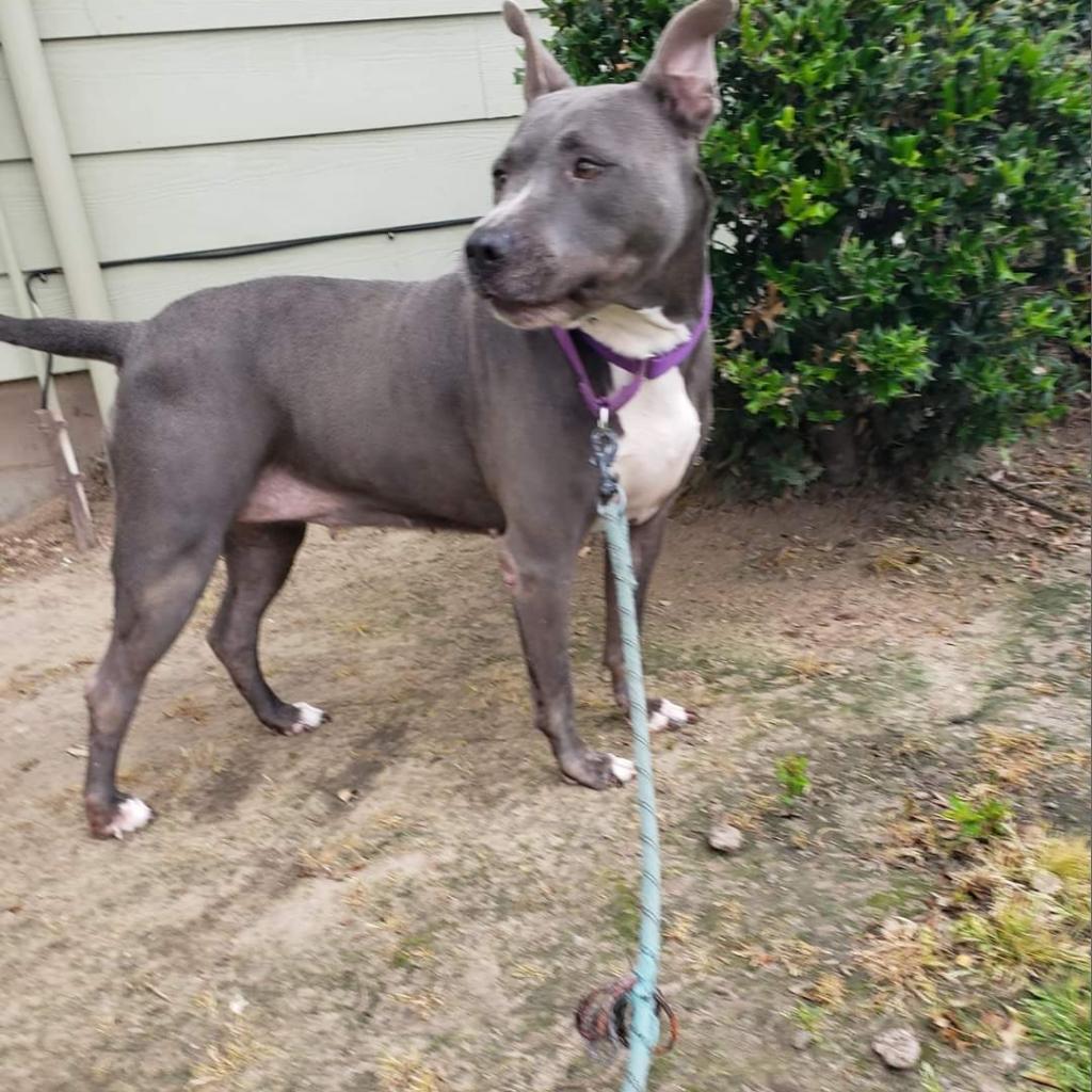 Navi, a Adoptable Pit Bull Terrier in Houston, TX image 6/6