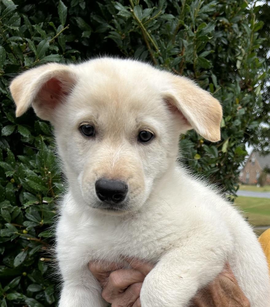 Enlarge Jade - Gemstone Litter, a Adoptable mixed breed in Lancaster, PA image 1/1