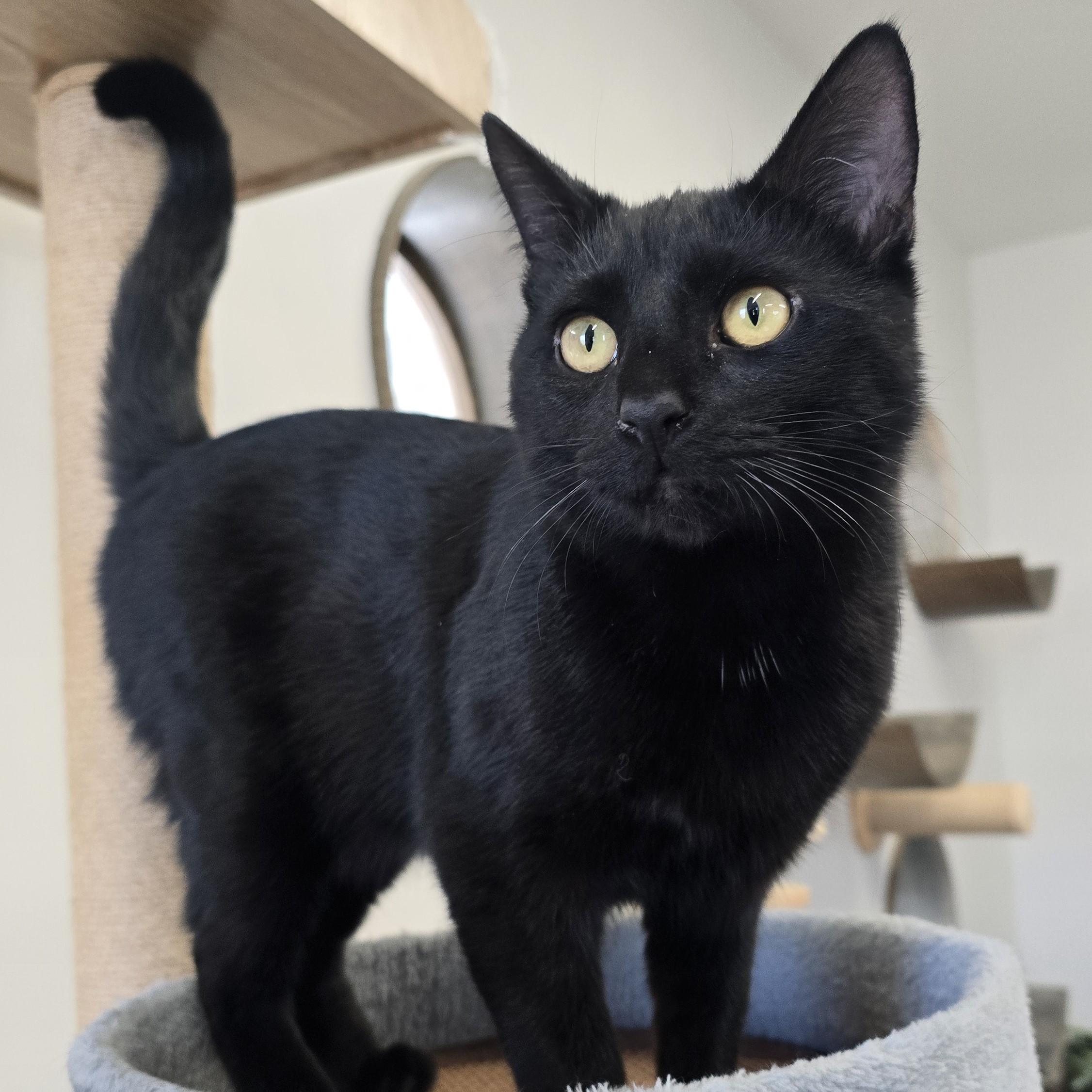 Bob, ADOPTABLE, Adult Male Domestic Short Hair.