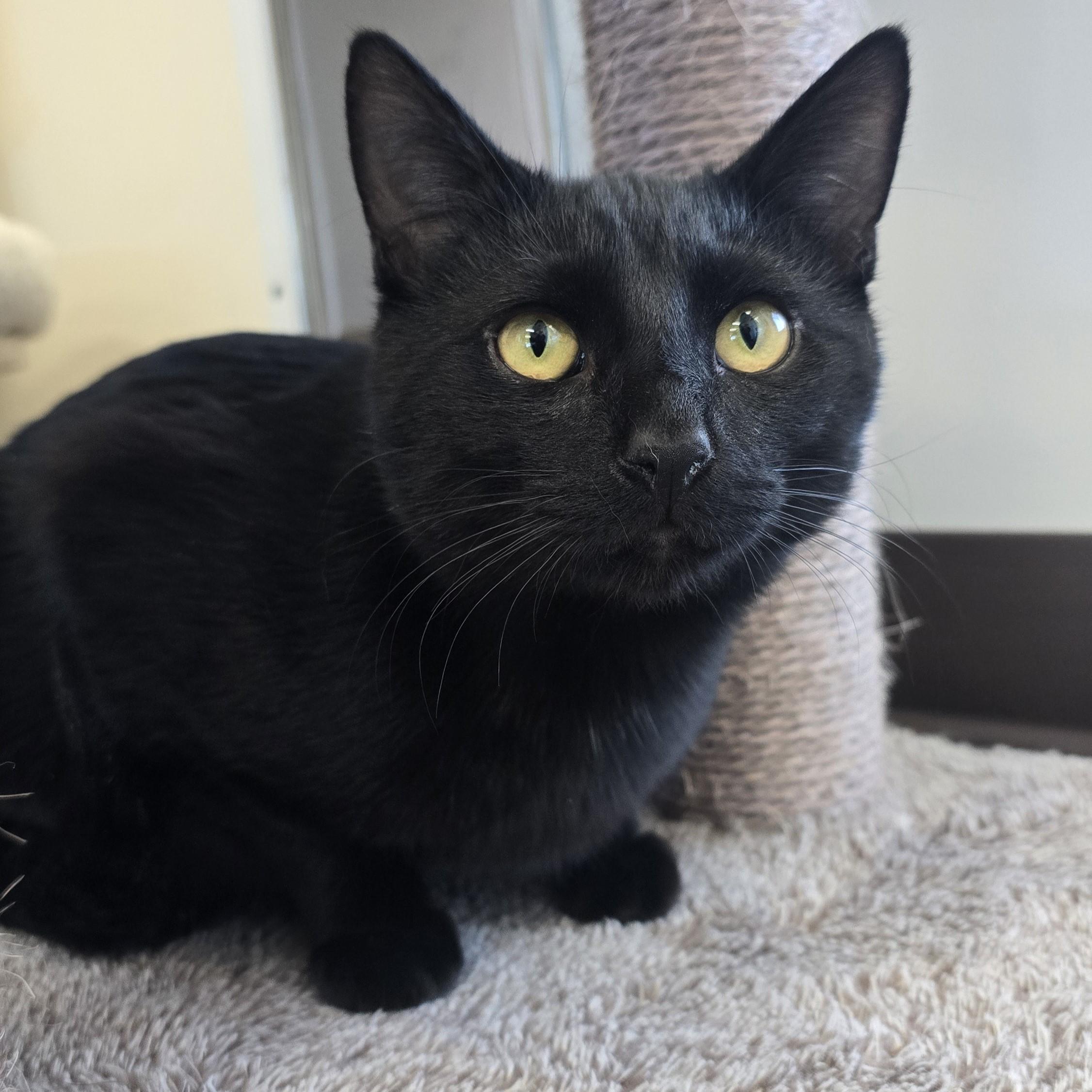 Bob, an adopted Domestic Short Hair in Nashville, TN image 2/6