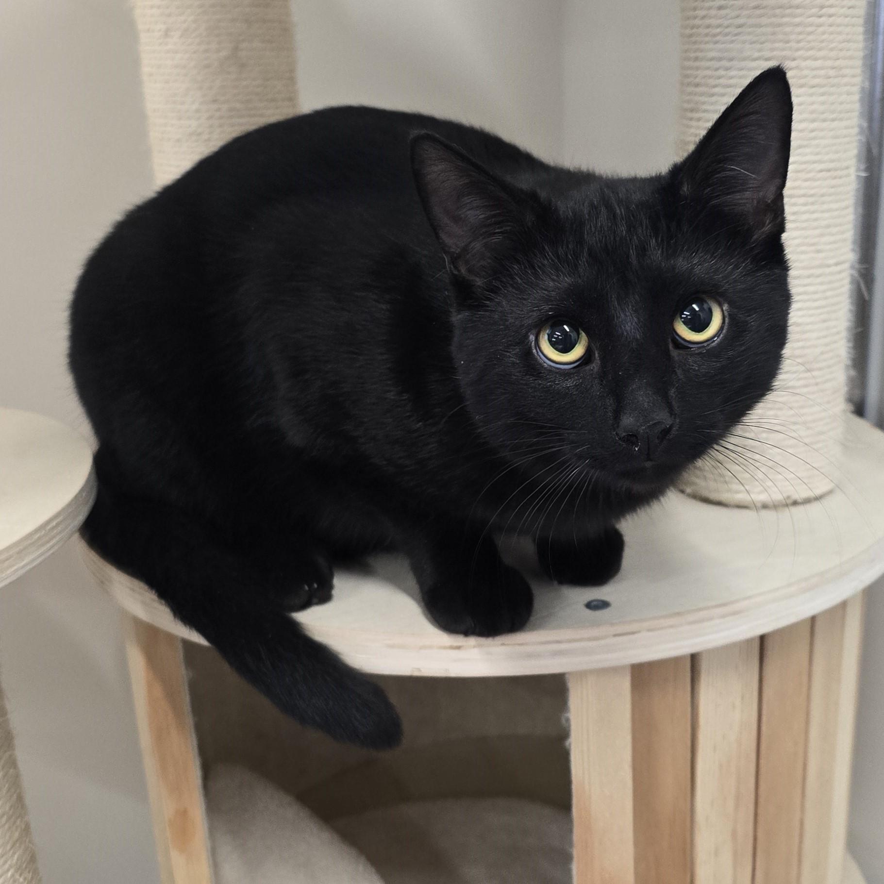 Bob, an adopted Domestic Short Hair in Nashville, TN image 6/6