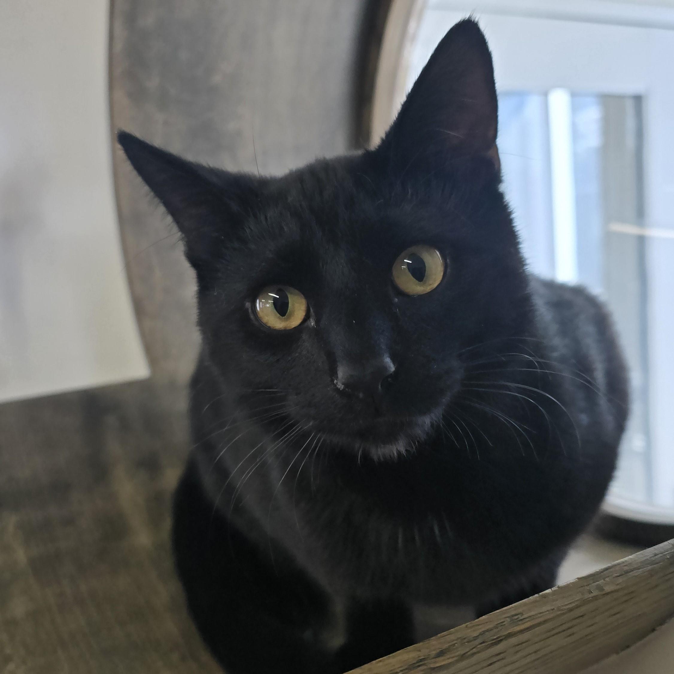 Bob, an adopted Domestic Short Hair in Nashville, TN image 5/6