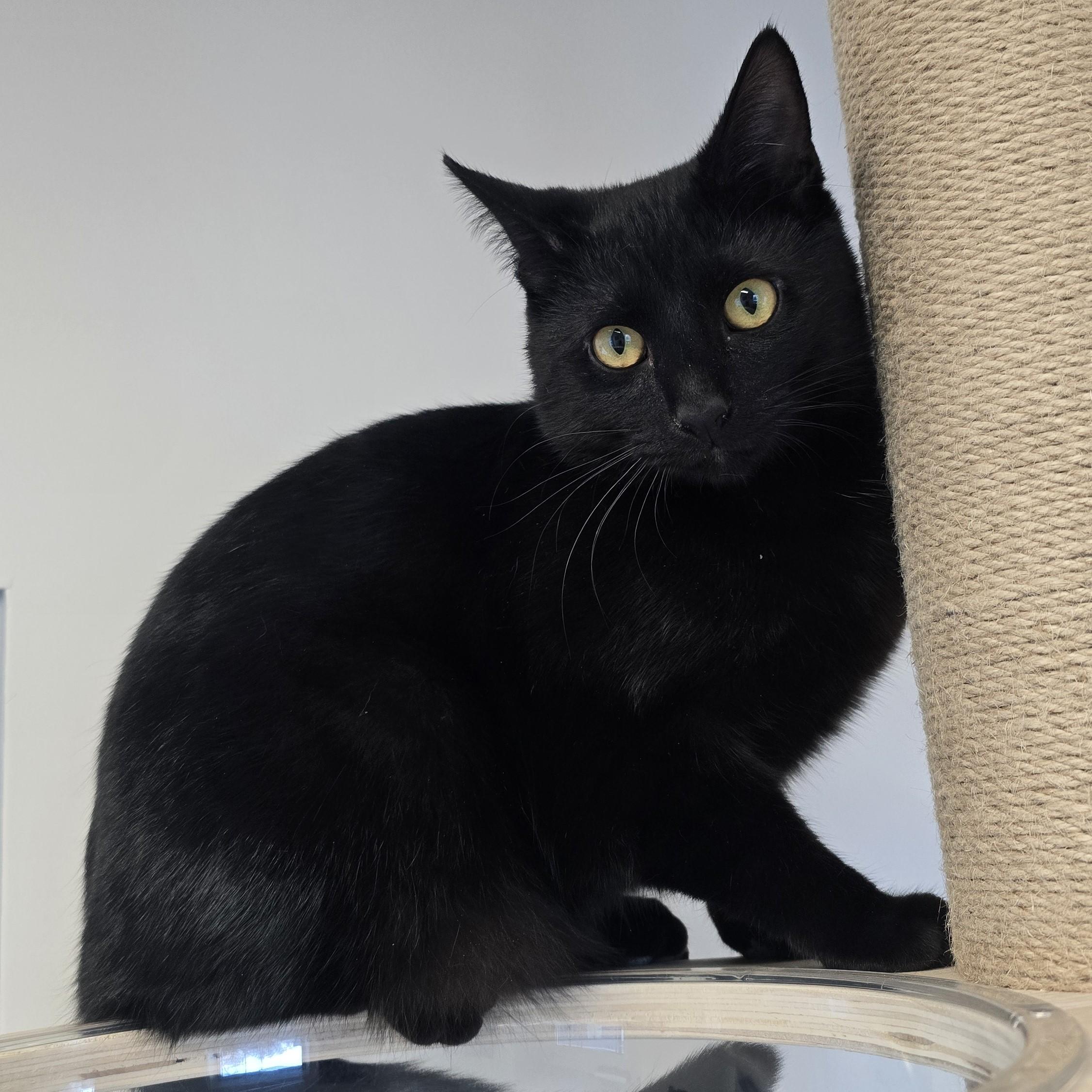 Bob, an adopted Domestic Short Hair in Nashville, TN image 4/6