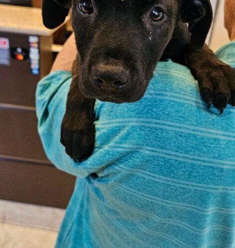 Enlarge Sillie Sammy, a Adoptable mixed breed in Biloxi, MS image 1/5