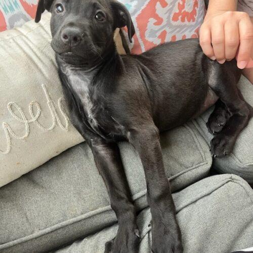 Enlarge Sillie Sammy, a Adoptable mixed breed in Biloxi, MS image 2/5