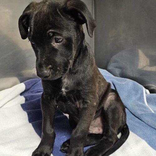 Enlarge Sillie Sammy, a Adoptable mixed breed in Biloxi, MS image 3/5