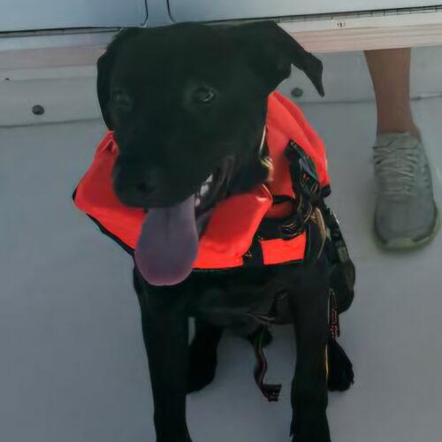 Enlarge Sillie Sammy, a Adoptable mixed breed in Biloxi, MS image 4/5