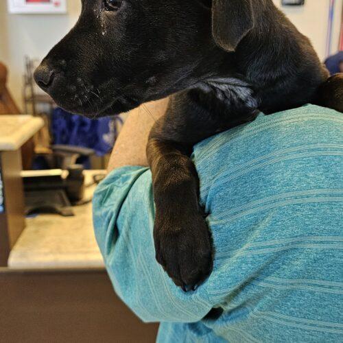 Enlarge Sillie Sammy, a Adoptable mixed breed in Biloxi, MS image 5/5