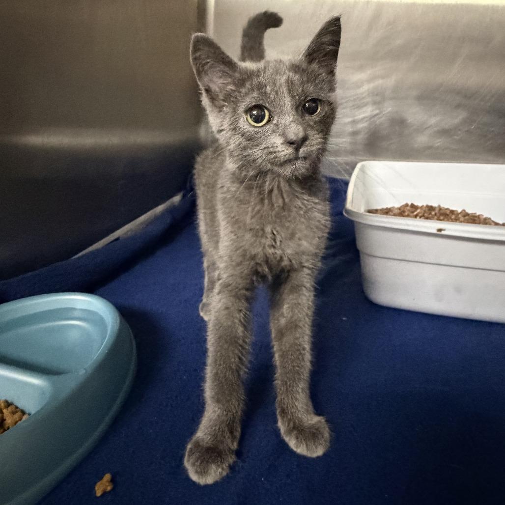 Matty, Adoptable, Kitten Male Domestic Short Hair.