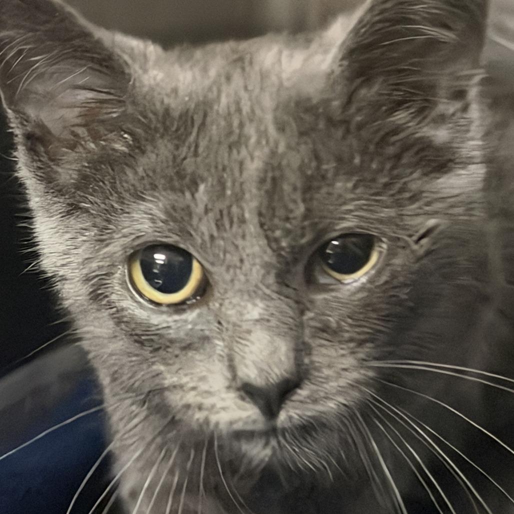 Matty, a Adoptable Domestic Short Hair in Marion, VA image 2/2