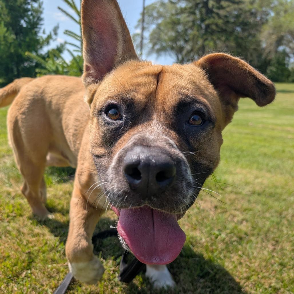 Enlarge Billy, a Adoptable mixed breed in Wadena, MN image 1/6