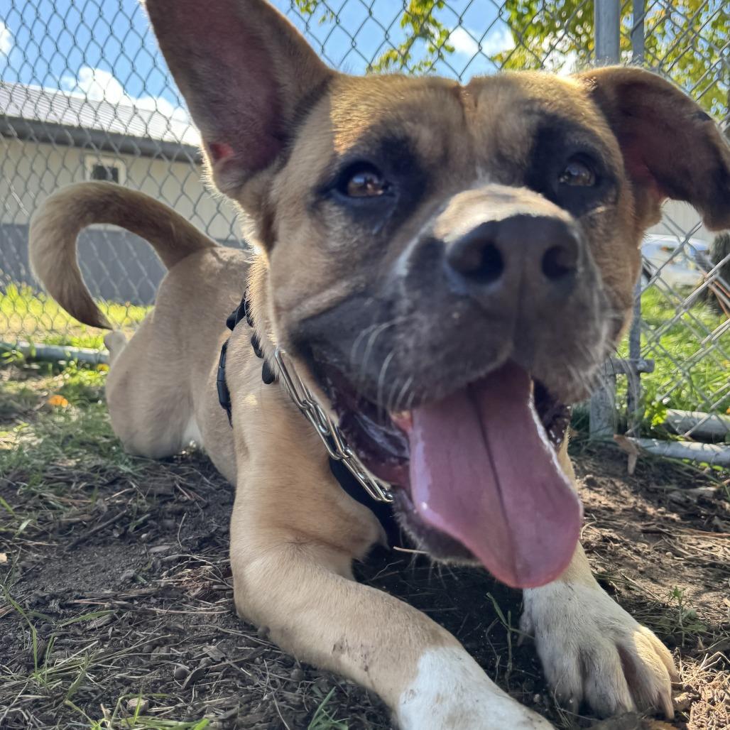 Enlarge Billy, a Adoptable mixed breed in Wadena, MN image 2/6