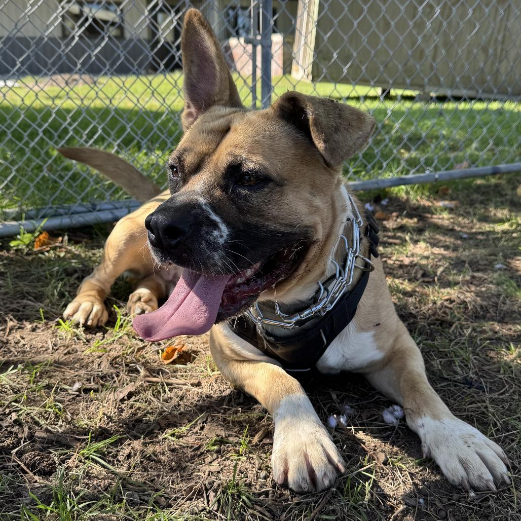 Enlarge Billy, a Adoptable mixed breed in Wadena, MN image 3/6