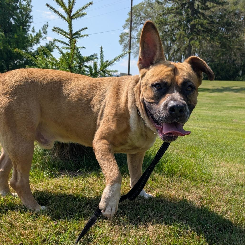 Enlarge Billy, a Adoptable mixed breed in Wadena, MN image 4/6