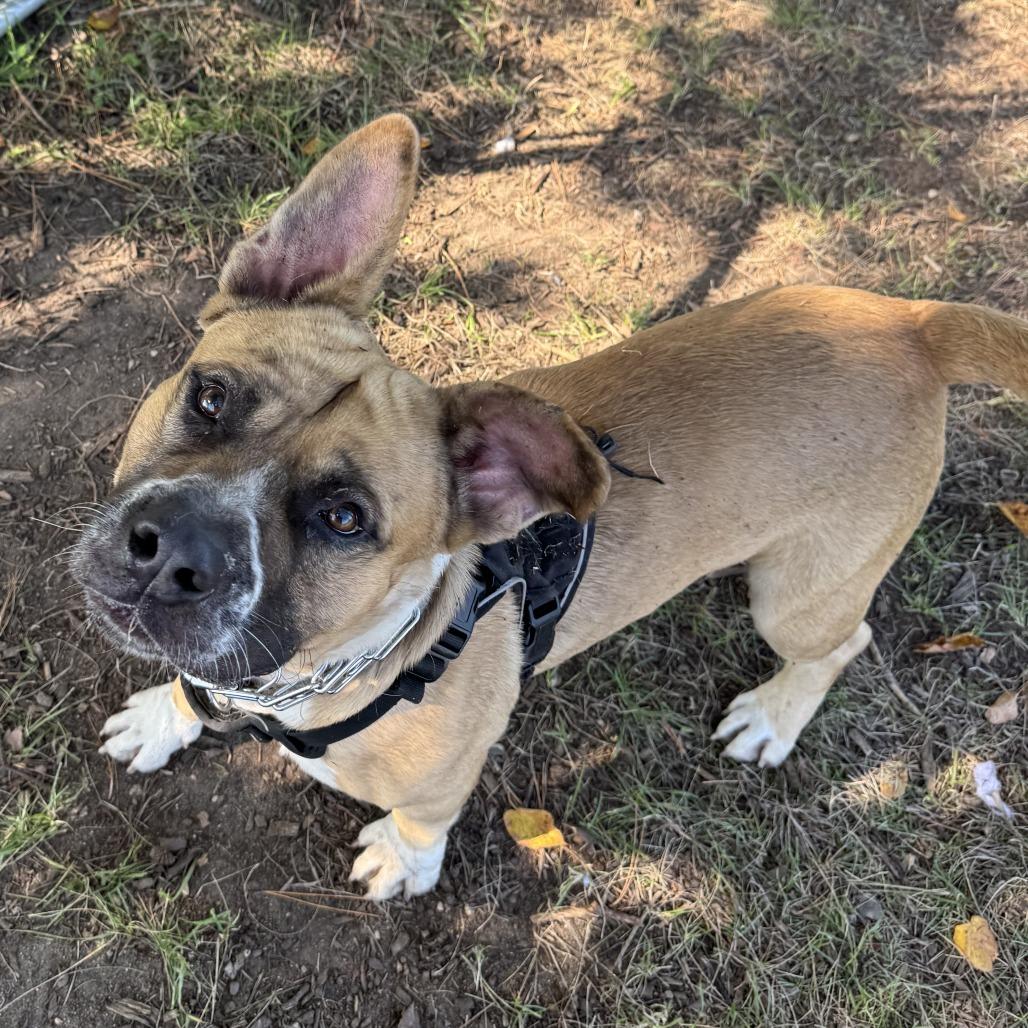 Enlarge Billy, a Adoptable mixed breed in Wadena, MN image 5/6