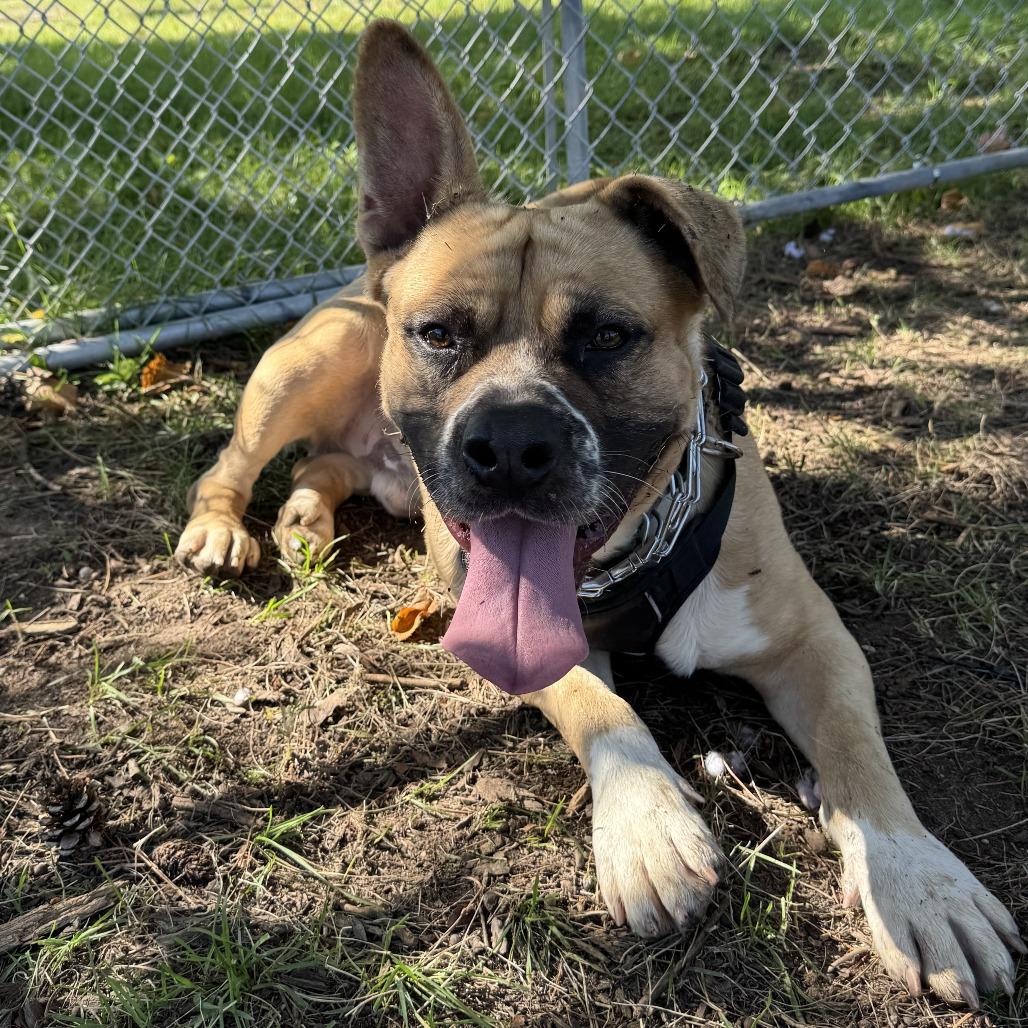 Enlarge Billy, a Adoptable mixed breed in Wadena, MN image 6/6