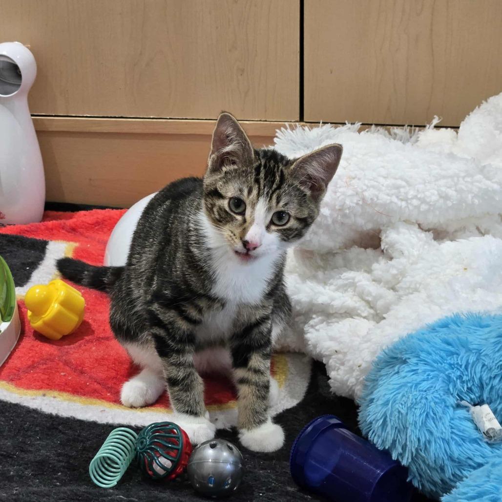 Fledge, Adoptable, Kitten Male Domestic Short Hair.