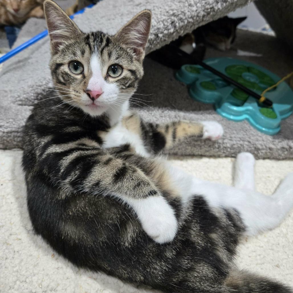 Fledge, Adoptable, Kitten Male Domestic Short Hair.
