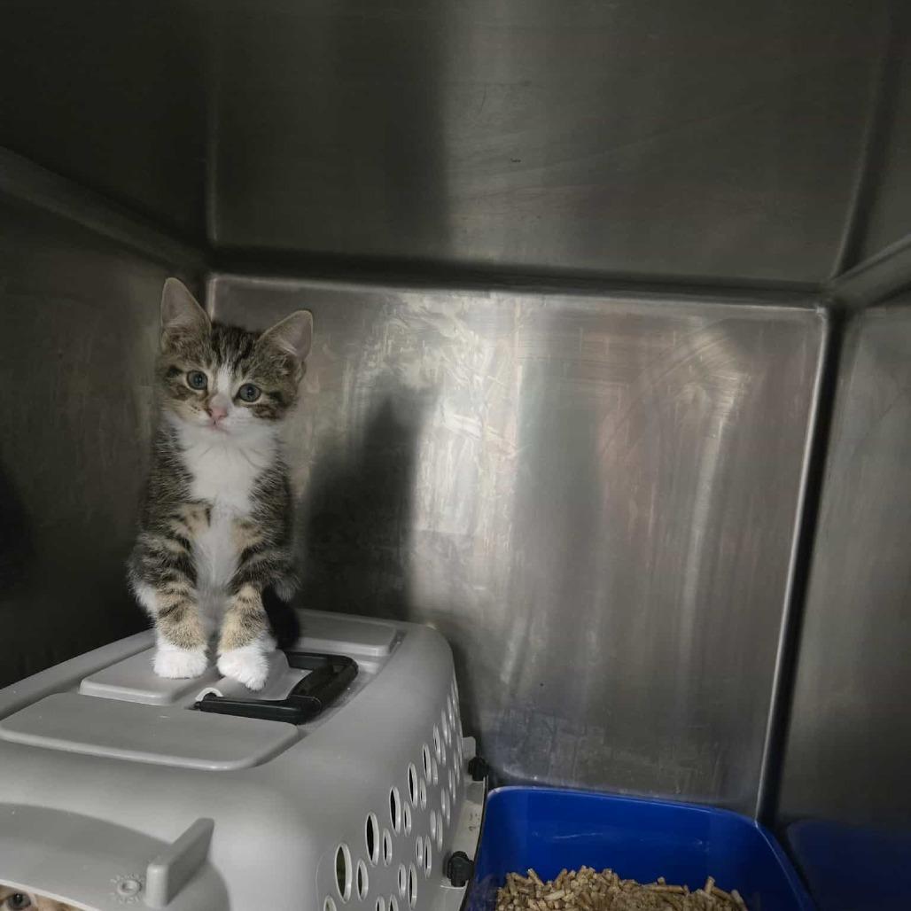 Enlarge Fledge, a Adoptable Domestic Short Hair in Abbotsford, BC image 3/6