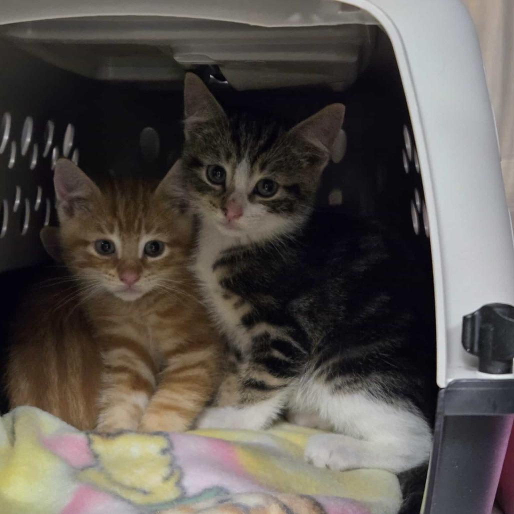 Enlarge Fledge, a Adoptable Domestic Short Hair in Abbotsford, BC image 3/6