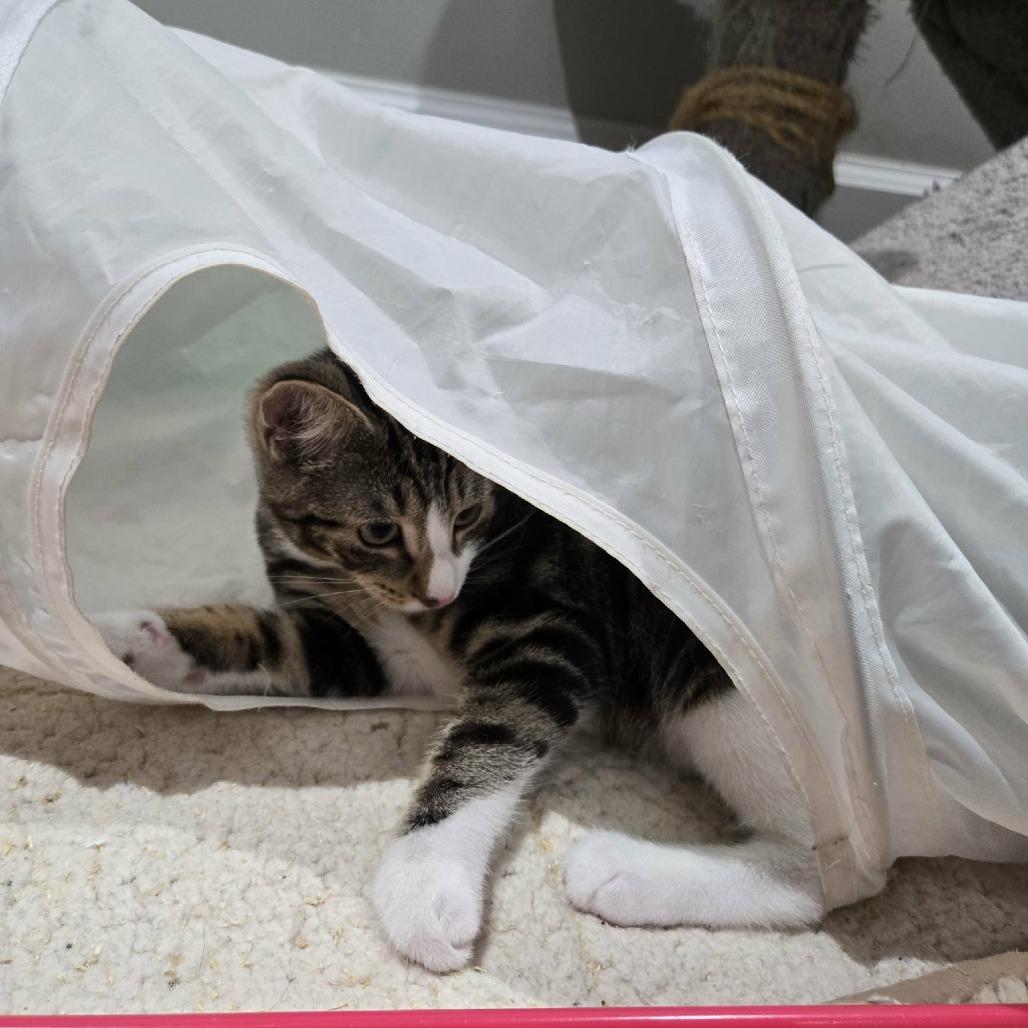 Enlarge Fledge, a Adoptable Domestic Short Hair in Abbotsford, BC image 5/6