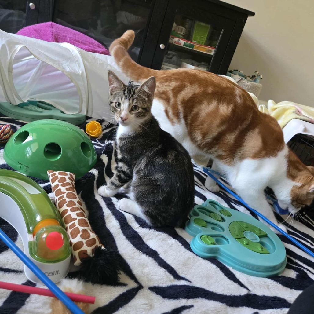 Enlarge Fledge, a Adoptable Domestic Short Hair in Abbotsford, BC image 6/6