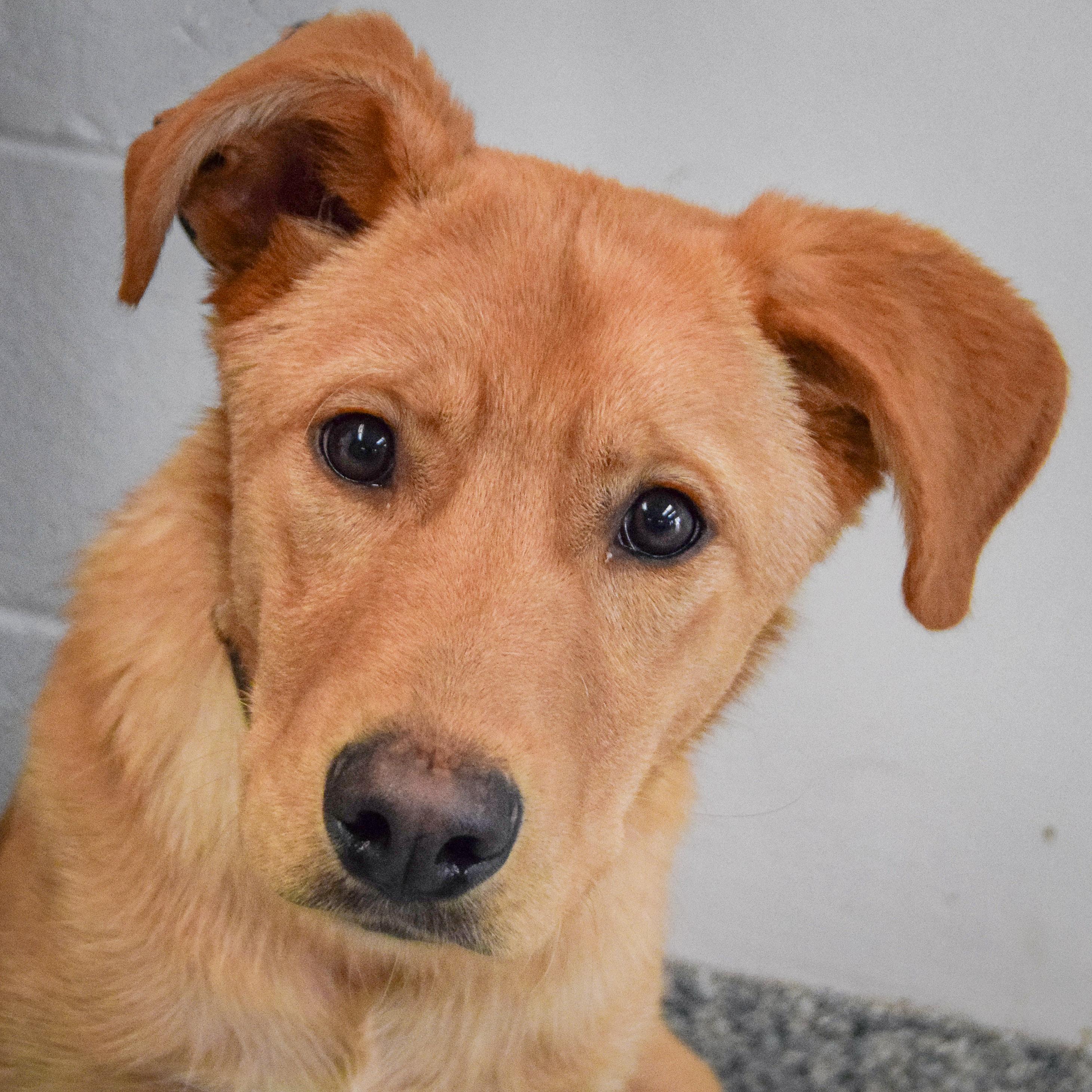 Enlarge Barkley, an adopted mixed breed in Huntley, IL image 1/5