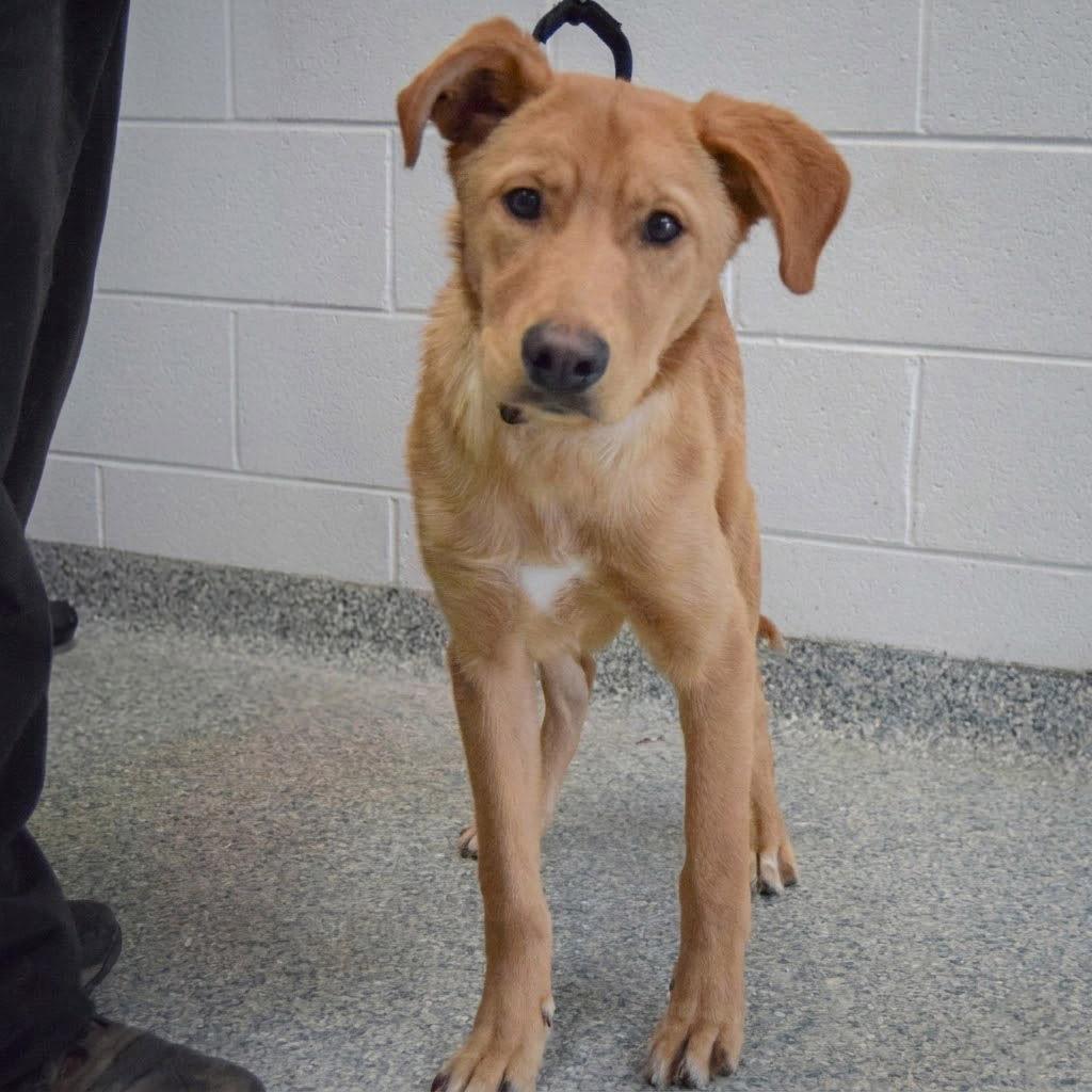 Enlarge Barkley, an adopted mixed breed in Huntley, IL image 4/5