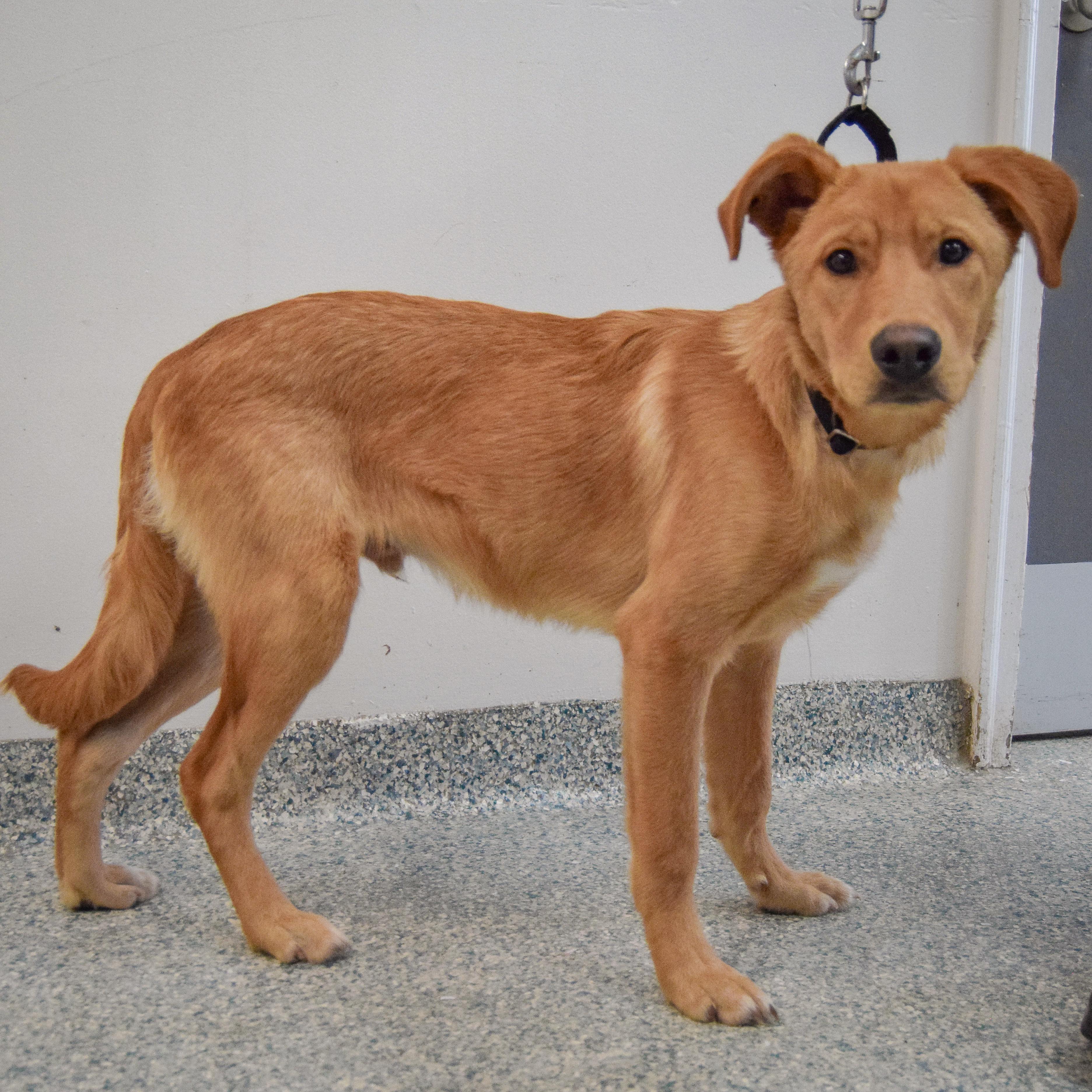 Enlarge Barkley, an adopted mixed breed in Huntley, IL image 2/5