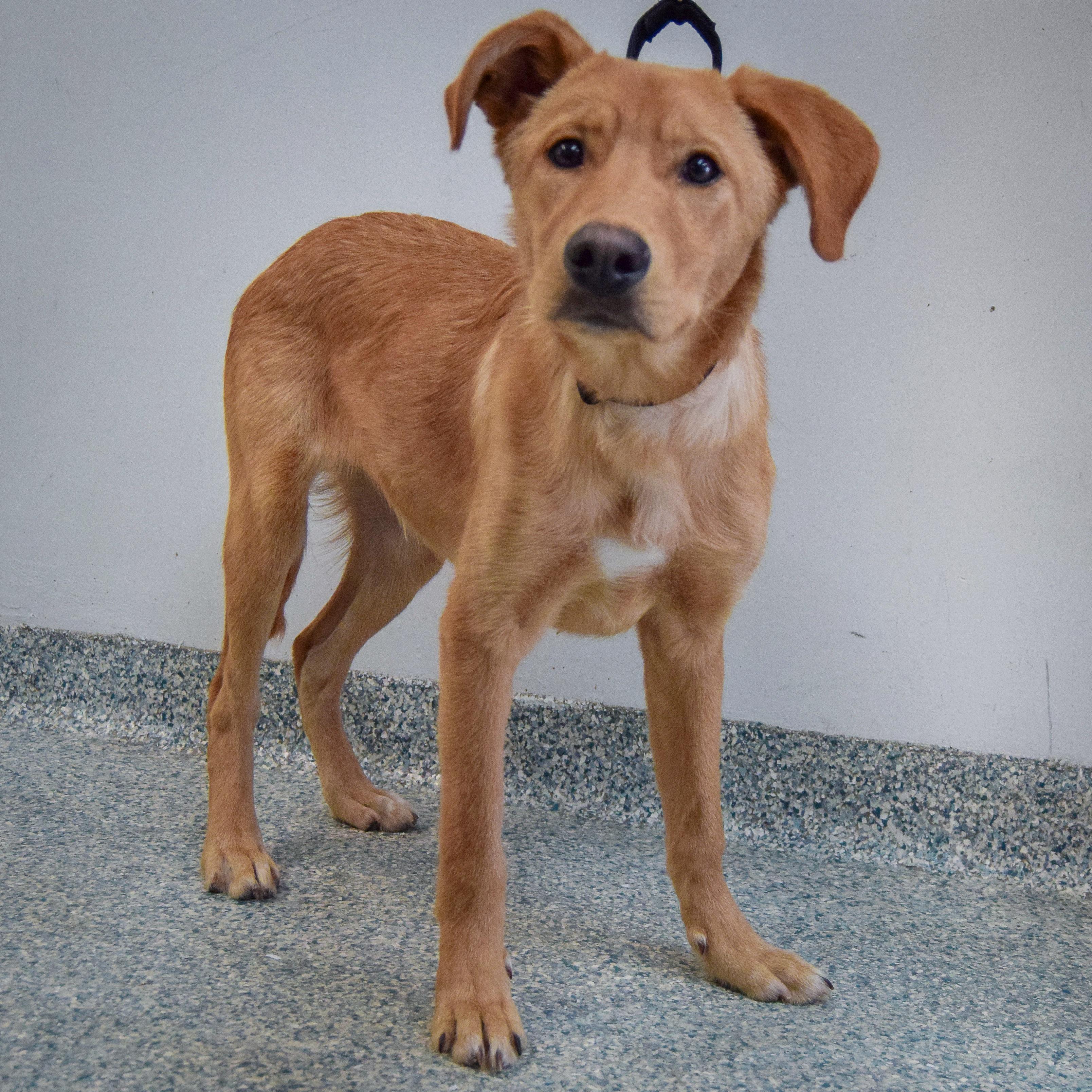 Enlarge Barkley, an adopted mixed breed in Huntley, IL image 3/5