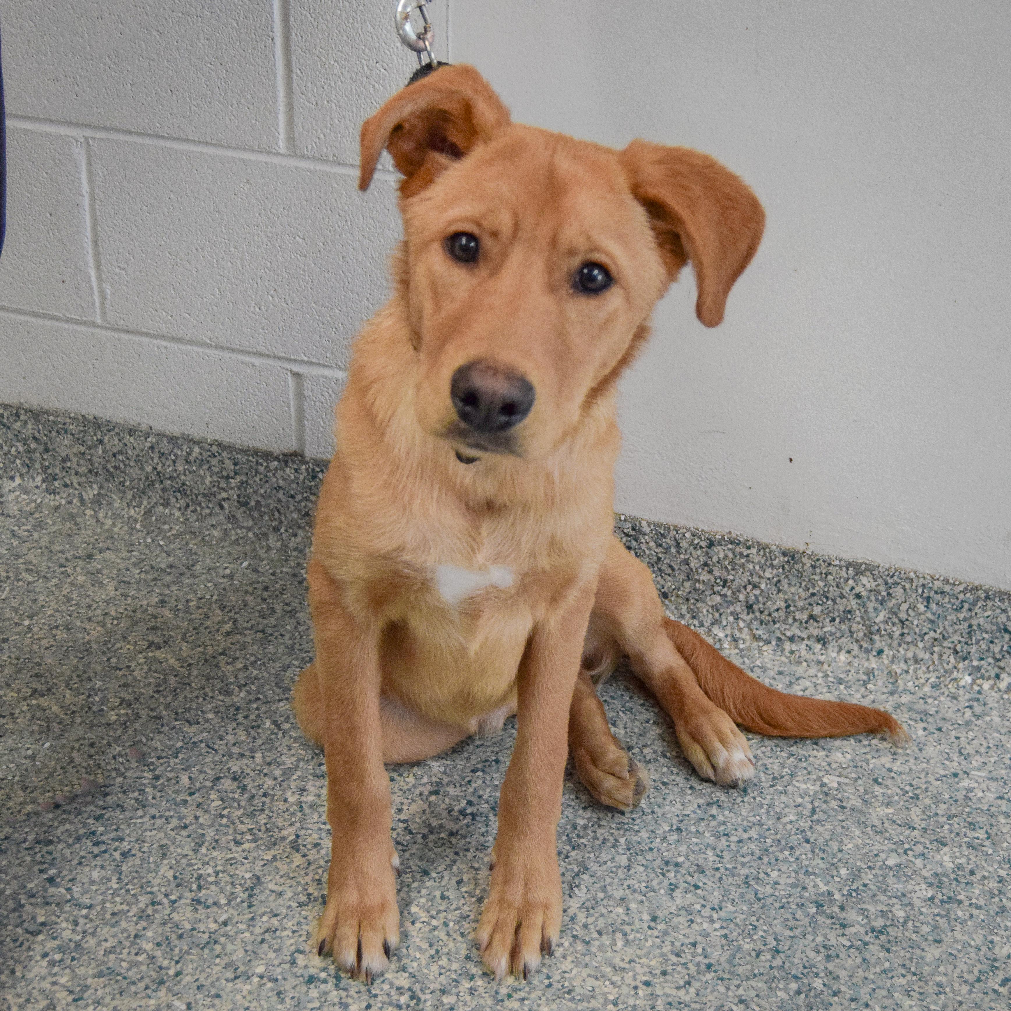 Enlarge Barkley, an adopted mixed breed in Huntley, IL image 5/5
