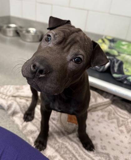 Espresso, Adoptable, Puppy Male Shar-Pei & Mixed Breed.