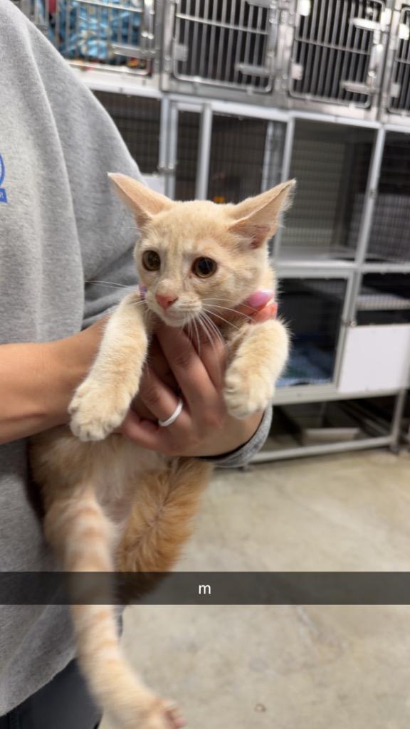 Larry, Adoptable, Kitten Male Domestic Short Hair.