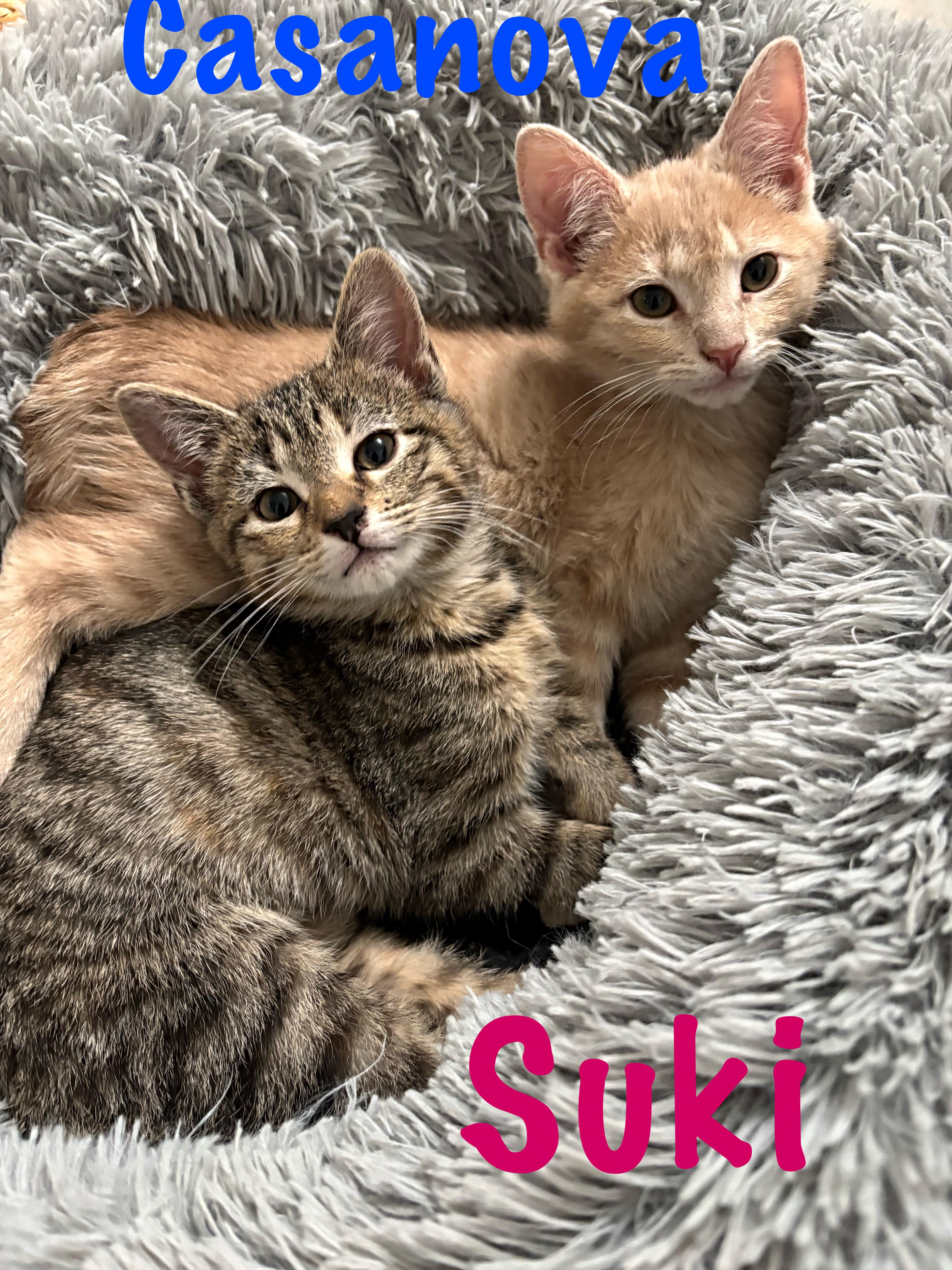 Casanova, an adopted Domestic Short Hair in Prince Frederick, MD image 2/3