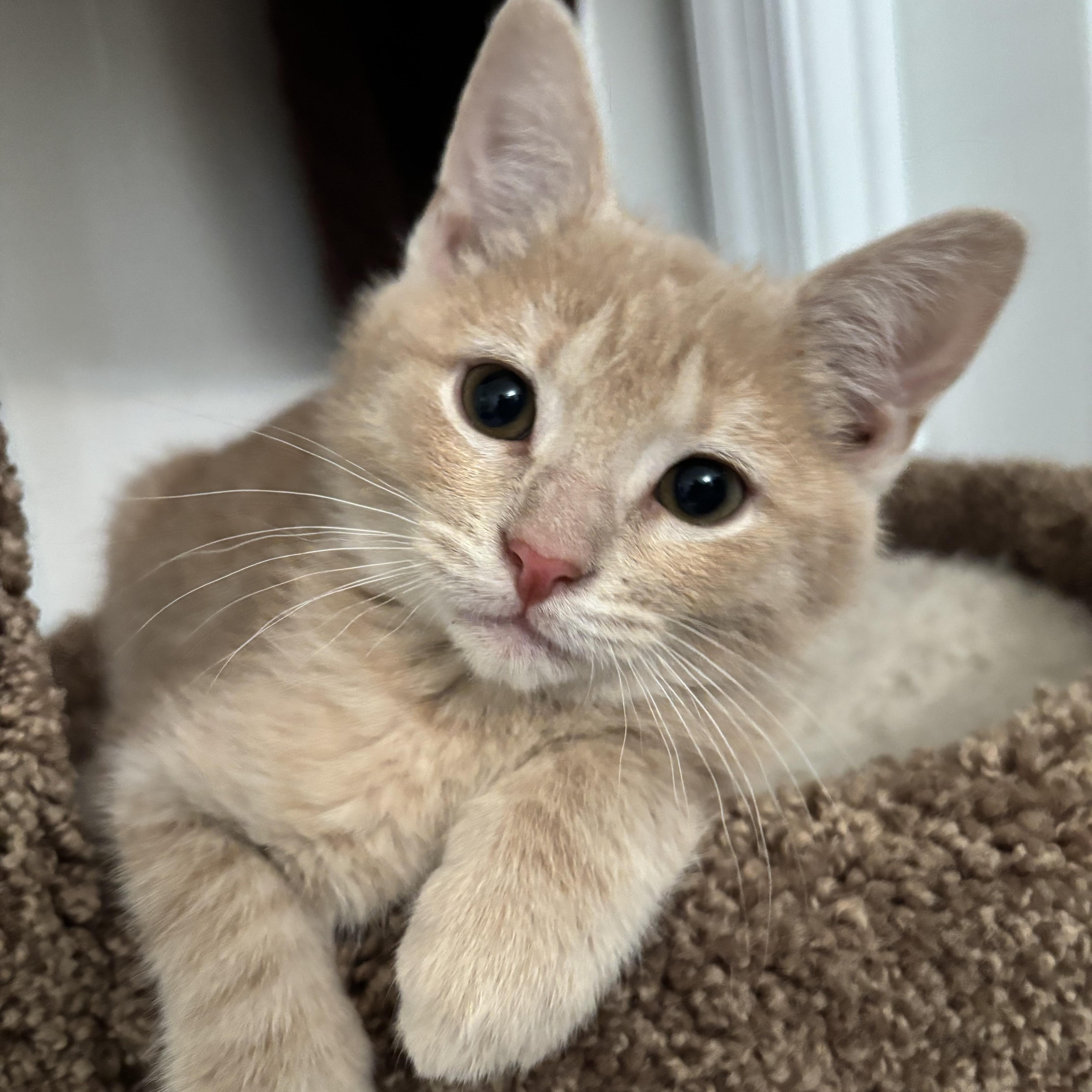Casanova, adopted, Kitten Male Domestic Short Hair.