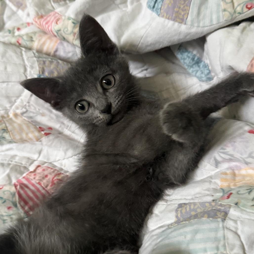 Kia, Adoptable, Kitten Female Russian Blue & Domestic Short Hair.