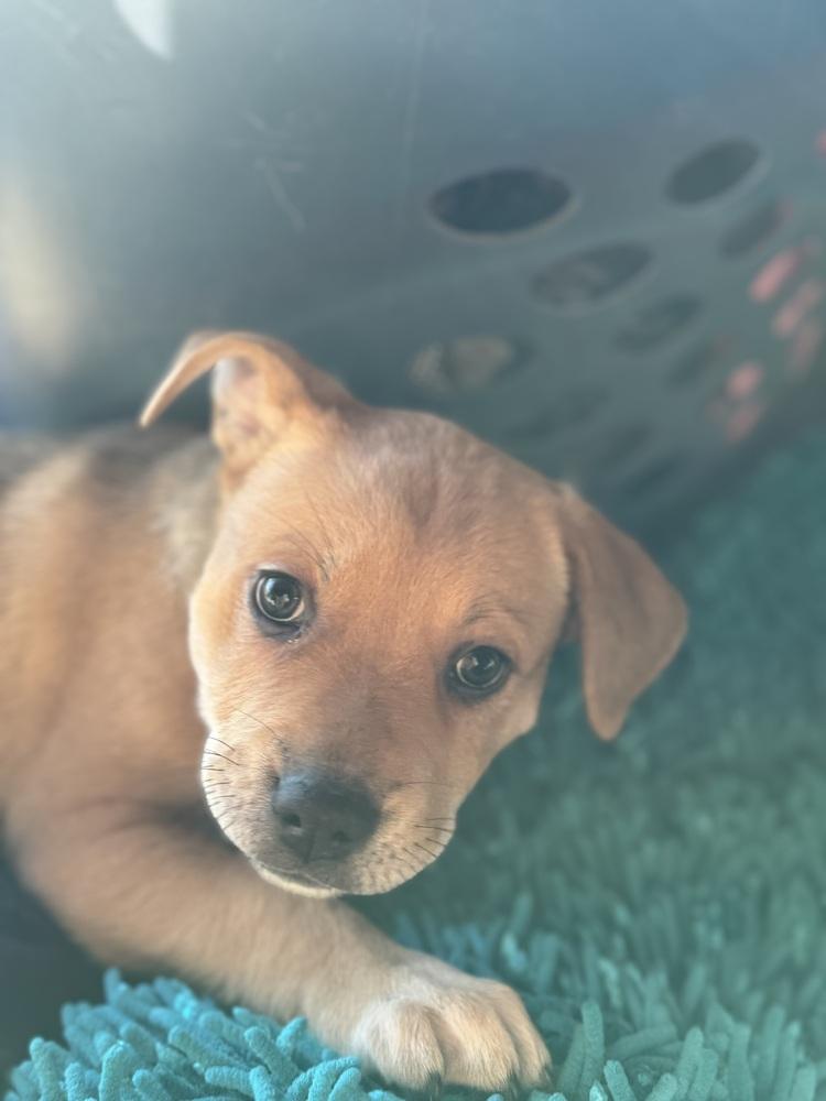 Violet, a Adoptable mixed breed in Colorado Springs, CO image 2/3