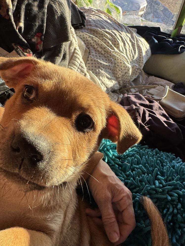 Violet, a Adoptable mixed breed in Colorado Springs, CO image 3/3