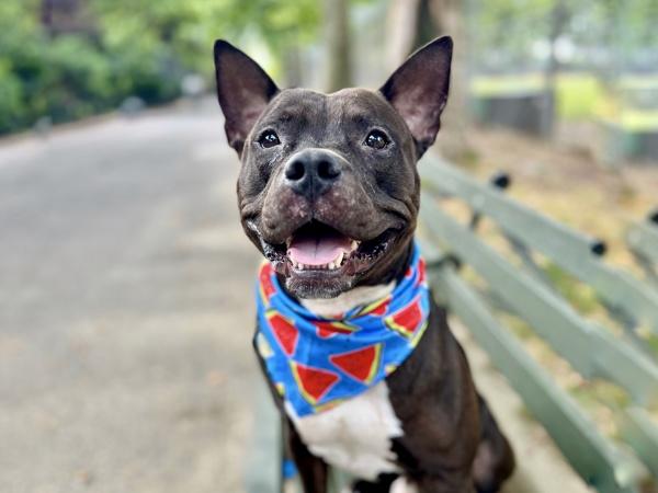 Marcus, Adoptable, Adult Male Mixed Breed.