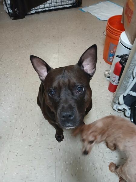 Enlarge Marcus, a Adoptable mixed breed in New York, NY image 2/6