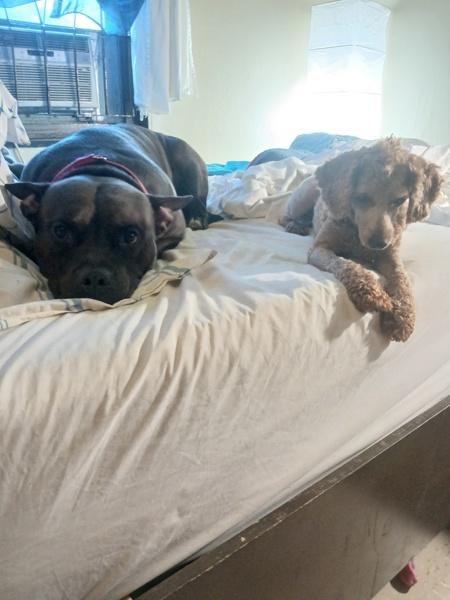 Enlarge Marcus, a Adoptable mixed breed in New York, NY image 3/6