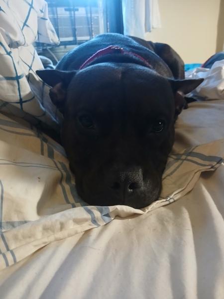 Enlarge Marcus, a Adoptable mixed breed in New York, NY image 4/6