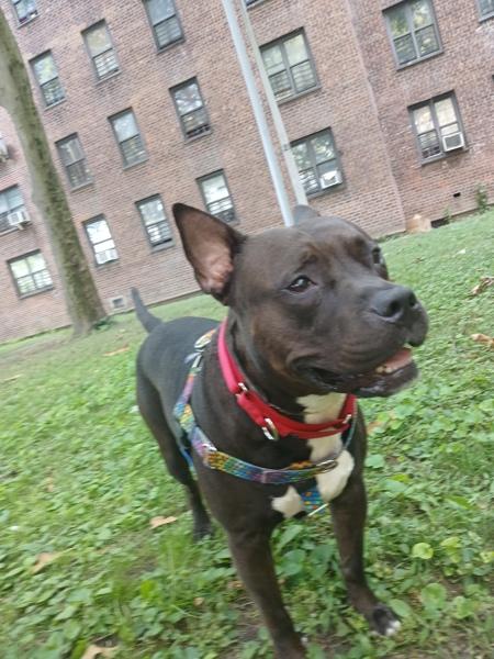 Enlarge Marcus, a Adoptable mixed breed in New York, NY image 5/6