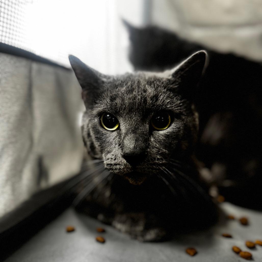 George, Adoptable, Adult Male Domestic Short Hair.