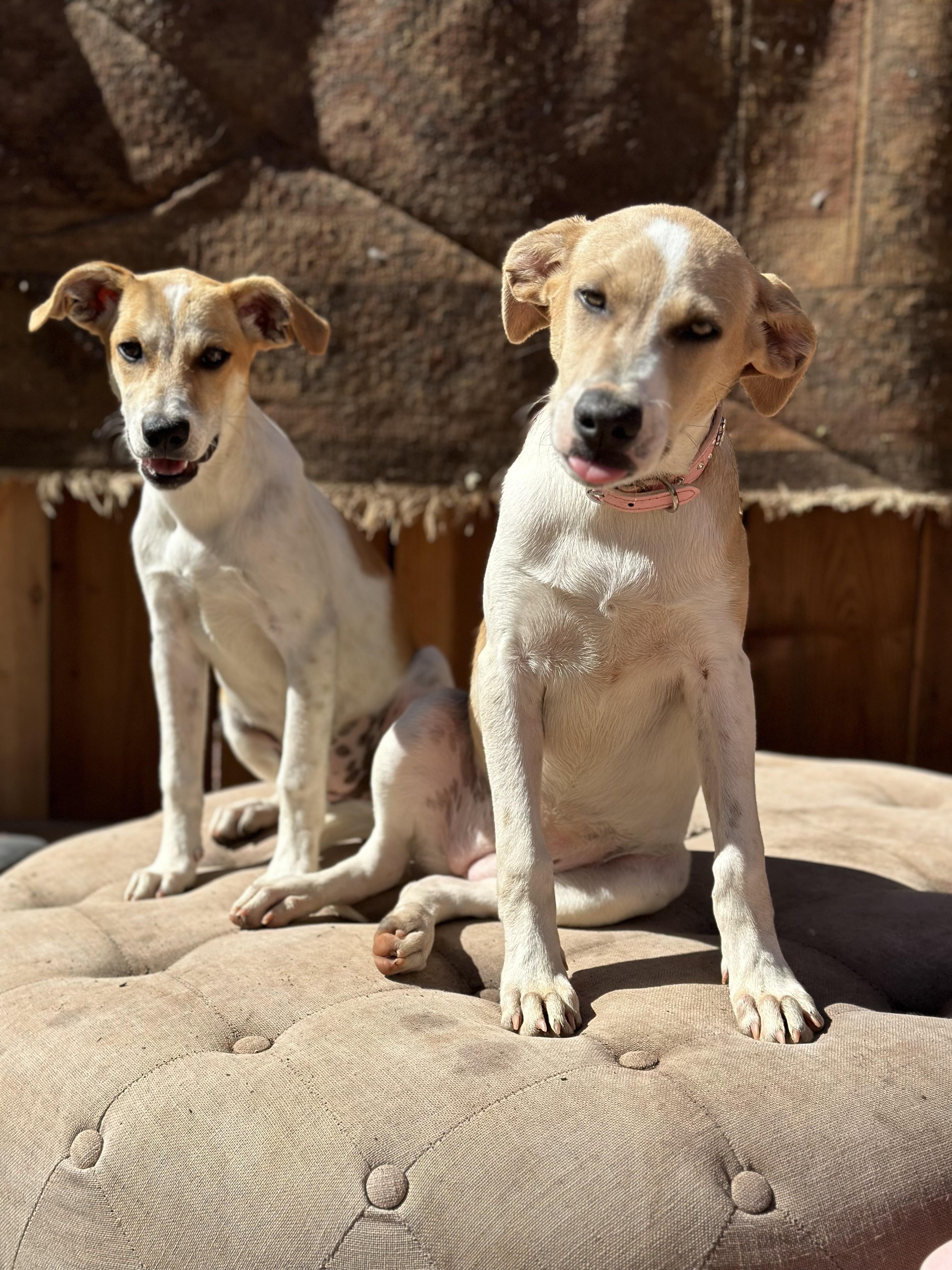 Enlarge Agatha, a Adoptable mixed breed in Los Angeles, CA image 1/3