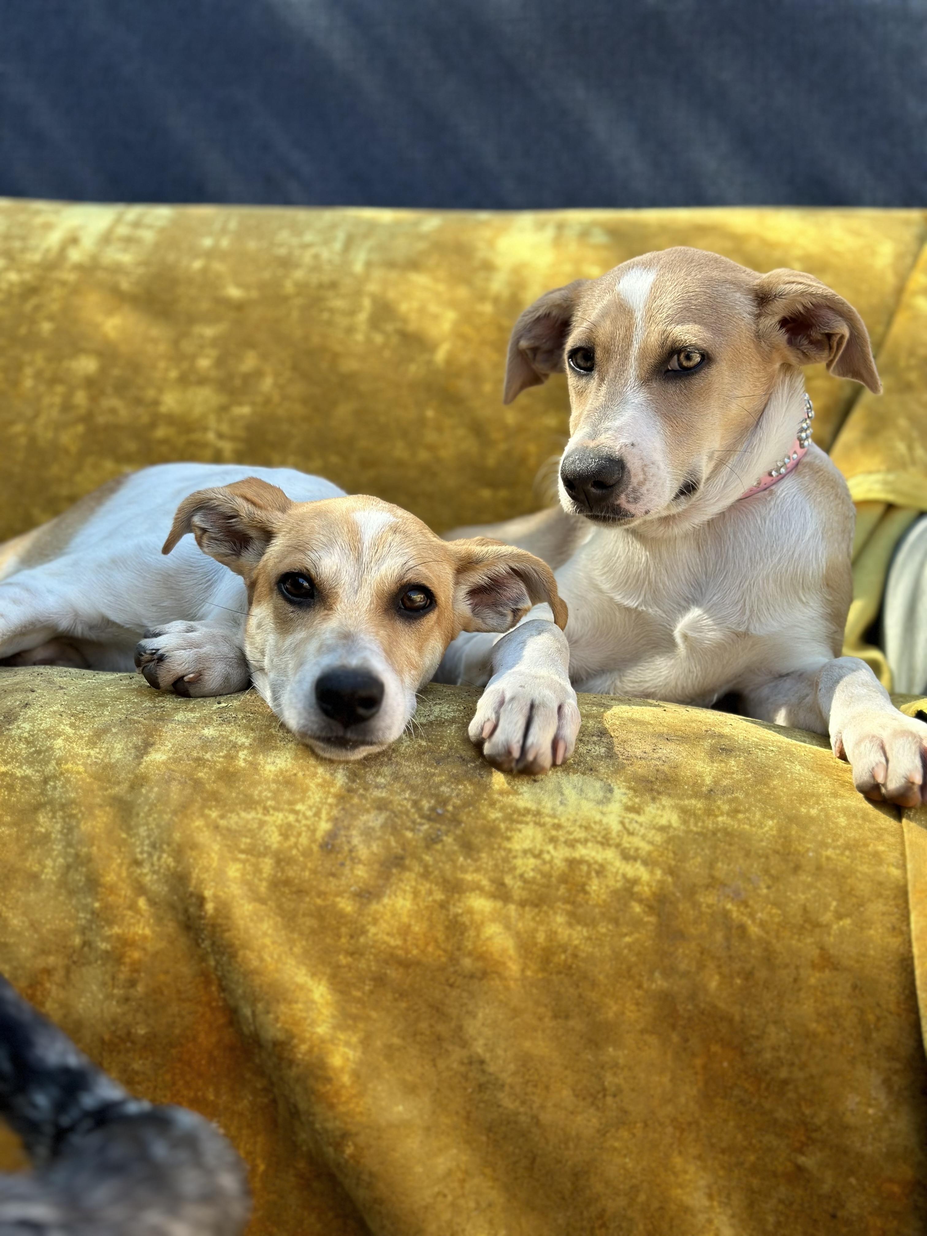 Enlarge Agatha, a Adoptable mixed breed in Los Angeles, CA image 3/3