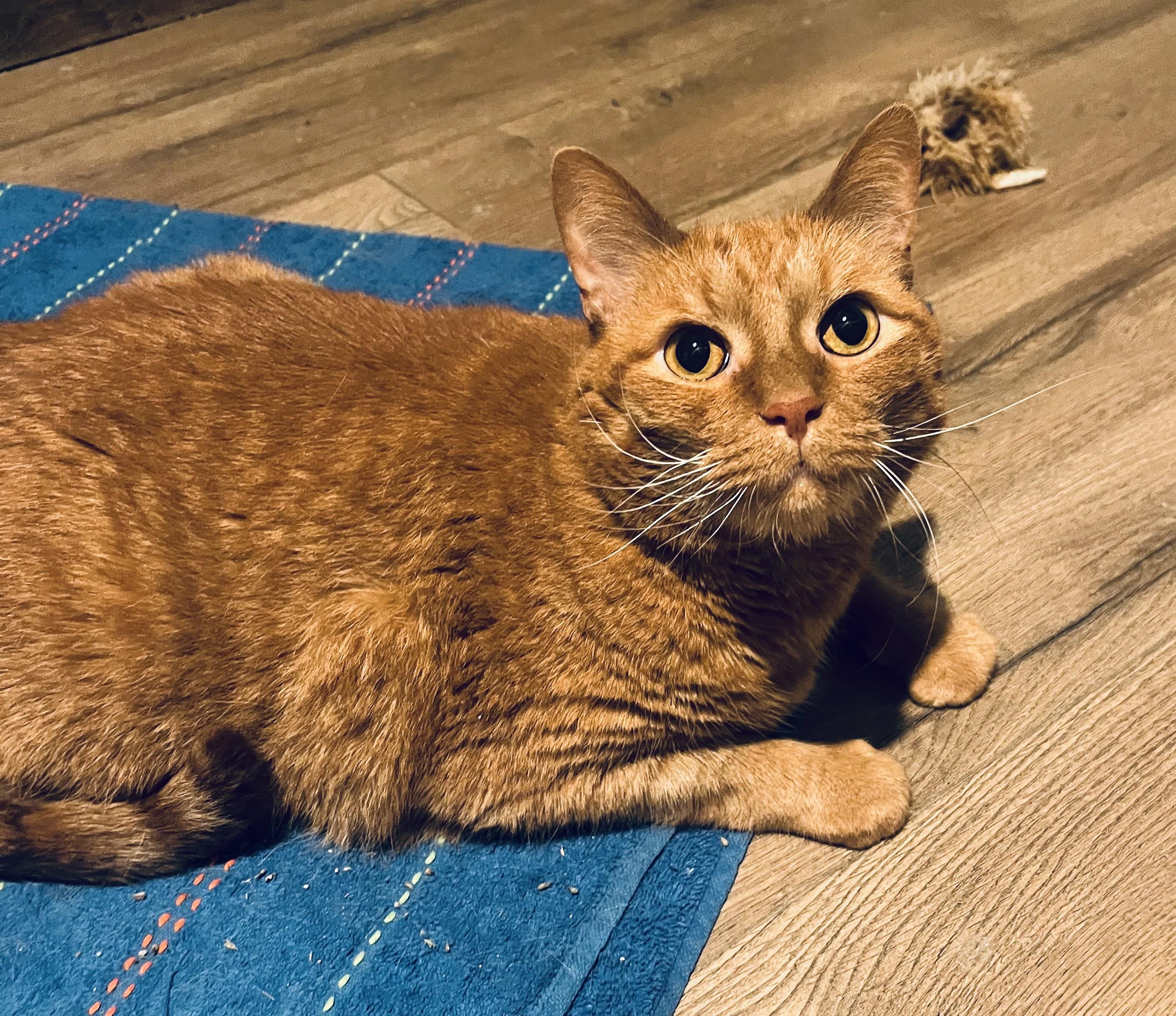 Bentley, Adopted, Adult Male Domestic Short Hair.